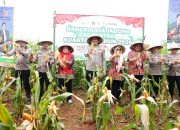 Kapolres Gowa Hadiri Panen Raya Jagung Serentak Kuartal IV 2026 di Bontomarannu