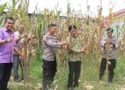 Polres Toraja Utara Gelar Panen Raya Jagung Serentak Kuartal I Tahun 2026 Dukung Swasembada Pangan