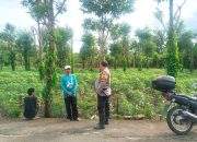 Perkuat Ketahanan Pangan, Bhabinkamtibmas Polsek Banggae Polres Majene Dorong Budidaya Singkong di Kelurahan Rangas