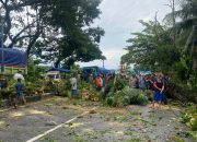 Respon Cepat Polisi Tangani Pohon Tumbang, Warga dan Pengendara Apresiasi Kinerja Polres Barru