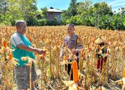 Sukseskan Ketahanan Pangan, Bhabinkamtibmas Polsek Banggae Polres Majene Panen Jagung Bersama Warga Buttu