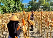 Sukseskan Ketahanan Pangan, Bhabinkamtibmas Polsek Banggae Polres Majene Panen Jagung Bersama Warga Buttu