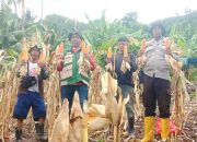 Perkuat Ketahanan Pangan Tingkat Desa, Bhabinkamtibmas Polsek Sendana Panen Jagung Bersama Kelompok Tani Bunga Tajong