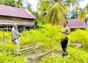 Dorong Ketahanan Pangan, Bhabinkamtibmas Banggae Pantau Budidaya Cabai di Lahan P2B Baruga Dhua