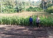 Sinergi Polri dan Petani Wujudkan Ketahanan Pangan, Bhabinkamtibmas Polsek Banggae Pantau Perkembangan Jagung Kelompok Tani Pummele