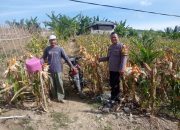 Panen Jagung 2 Ton, Wujud Nyata Bhabinkamtibmas Polsek Pamboang Polres Majene Sukseskan Ketahanan Pangan Nasional