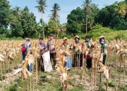 Bhabinkamtibmas Polsek Banggae Dampingi Petani, Panen Jagung Jadi Bukti Nyata Dukungan Ketahanan Pangan