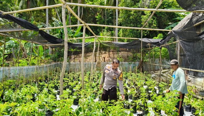 Dukung Ketahanan Pangan, Bhabinkamtibmas Polsek Banggae Sambangi P2B KWT Sisumayai Pantau Budidaya Cabai