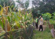 Pantau Langsung Lahan Jagung Binaan, Bhabinkamtibmas Polsek Banggae Dorong Ketahanan Pangan di Galung Utara Majene