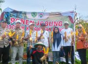 Bhabinkamtibmas Desa Siawung Panen Jagung di Lahan Program Satu Hetktar 1 Desa