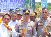 Wujud Kolaborasi, Kapolres Sidrap Bersama Forkompimda Pimpin Langsung Tanam dan Panen Jagung di Desa Mattirotasi