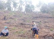 Dorong Produktivitas Pertanian, Polsubsektor Tubo Sendana Tanam Jagung Bersama Petani Lambangan