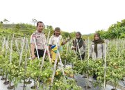 Pastikan Hasil Panen Maksimal, Bhabinkamtibmas Polsek Banggae Polres Majene Turun Langsung Tinjau Perkebunan Tomat di Tande