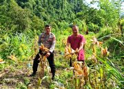 Wujud Nyata Dukung Ketahanan Pangan, Kanit Binmas Polsek Malunda Sambangi Kebun Jagung Poktan Durian Sarombong
