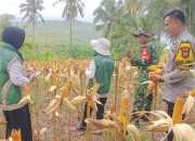 Hasilkan 3 Ton Jagung, Bhabinkamtibmas Polsek Banggae Polres Majene Panen Jagung Bersama Kelompok Tani di Kalasa