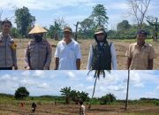 Polsek Lamasi Dukung Ketahanan Pangan Melalui Pemantauan Penanaman Jagung Binaan Polri