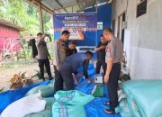 Wakapolres Majene Pantau Hasil Panen dan Pengeringan Jagung BUMDes Batros, Dukung Ketahanan Pangan Nasional