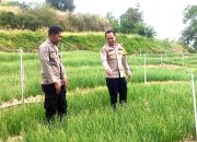 Wakapolres Majene Tinjau Pekarangan Pangan Bergizi, Dorong Budidaya Bawang Merah di Desa Pamboborang