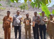 Kapolsek Malunda Ikuti Penanaman Jagung Bisi 18, Targetkan Panen 4 Ton di Lahan Binaan Polri