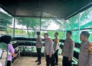 Wakapolres Majene Dampingi Tim Supervisi Polda Sulbar Tinjau P2B di Pamboborang, Pastikan Ketahanan Pangan Mandiri Berjalan Optimal