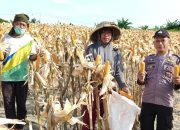 Panen Jagung, Bhabinkamtibmas Polsek Banggae Bersama Kelompok Tani Sipatuo Dukung Ketahanan Pangan Nasional