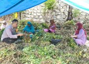Sukseskan Ketahanan Pangan, Bhabinkamtibmas Polsek Banggae Dampingi Petani Panen Kacang Tanah di Tande