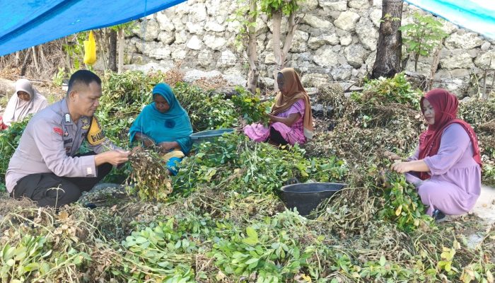 Sukseskan Ketahanan Pangan, Bhabinkamtibmas Polsek Banggae Dampingi Petani Panen Kacang Tanah di Tande