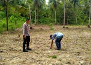 Sukseskan Program Ketahanan Pangan, Bhabinkamtibmas Polsek Pamboang Pantau Pertumbuhan Jagung Petani di Desa Tinambung