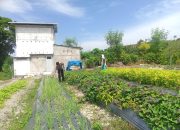 Bhabinkamtibmas Polsek Banggae Kontrol Pekarangan Pangan Bergizi Warga di Pangali-Ali