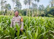 Bhabinkamtibmas Polsek Malunda Pantau Pertumbuhan Jagung di Kayuangin, Dukung Ketahanan Pangan Warga