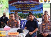 Dukung Program Ketahanan Pangan, Kapolres Luwu Ikuti Vicon dan Pimpin Penanaman Jagung Serentak di Kamanre