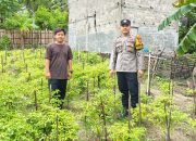 Dukung Ketahanan Pangan Nasional, Bhabinkamtibmas Polsek Pamboang Pantau Kebun Cabai BUMDes Sipokanynyang