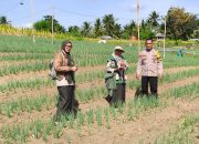 Bhabinkamtibmas Polsek Banggae Sambangi Kelompok Tani, Dukung Budidaya Bawang Merah untuk Ketahanan Pangan