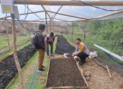 Bhabinkamtibmas Polsek Pamboang Tinjau Lahan Persiapan Penanaman Cabai, Dorong Ketahanan Pangan di Desa Adolang Dhua