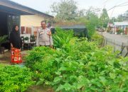 Bhabinkamtibmas Polsek Banggae Aktif Sambang Warga, Dorong Ketahanan Pangan Lewat Kebun Pekarangan Warga