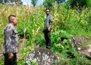 Bhabinkamtibmas Polsek Sendana Turun ke Ladang, Pantau Jagung Siap Panen Demi Dukung Ketahanan Pangan Nasional