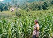 Bhabinkamtibmas Polsek Sendana Sambangi Petani, Lahan Jagung 3 Hektar Diprediksi Panen 3 Ton