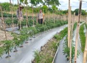Sukseskan Ketahanan Pangan, Bhabinkamtibmas Polsek Banggae Pantau Kebun Cabai Kelompok Sipatuo di Tande