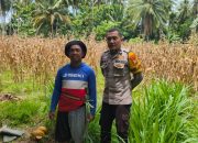 Jagung Siap Panen di Malunda, Bhabinkamtibmas Polsek Malunda Terus Dorong Petani Sukseskan Ketahanan Pangan Nasional