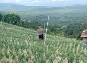 Bhabinkamtibmas Polsek Banggae Pantau Kebun Bawang, Dorong Ketahanan Pangan dan Ekonomi Warga Sibunoang