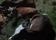 Sempat Dikabarkan Hilang, Lima Ekor Sapi Ditemukan Polsek Tellulimpoe Bersama Warga.