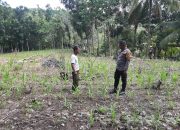 Bhabinkamtibmas Polsek Banggae Turun ke Ladang, Pantau Jagung Petani Pa’galangang di Baruga