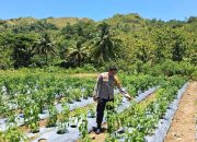 Perkuat Ketahanan Pangan, Bhabinkamtibmas Polsek Pamboang Kontrol Lahan Cabai di Desa Adolang Dhua