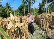 Dukung Ketahanan Pangan, Bhabinkamtibmas Polsek Banggae Hadiri Panen Jagung 1 Ton di Tande Timur