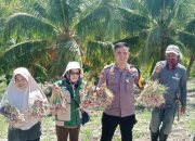 Bhabinkamtibmas Polsek Banggae Turun Langsung Panen Bawang, Wujud Nyata Dukung Ketahanan Pangan