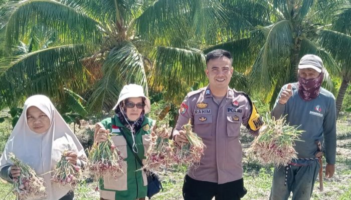 Bhabinkamtibmas Polsek Banggae Turun Langsung Panen Bawang, Wujud Nyata Dukung Ketahanan Pangan