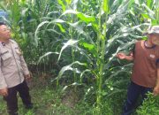 Bhabinkamtibmas Polsek Banggae Turun Langsung Dampingi Petani Jagung, Perkuat Ketahanan Pangan di Galung Utara