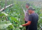 Bhabinkamtibmas Polsek Sendana Pantau Melon Siap Panen, Pastikan Ketersediaan Pangan Bergizi di Majene