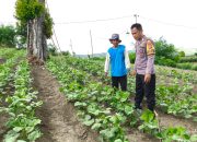 Bhabinkamtibmas Polsek Banggae Pantau Perkembangan Tanaman Kacang Hijau, Dukung Ketahanan Pangan Warga