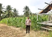 Dukung Ketahanan Pangan, Bhabinkamtibmas Polsek Banggae Cek Kondisi Tanaman Jagung Kelompok Tani Simullu